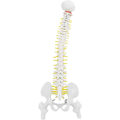 Miniatyrbillede 1 af 5: Biologisk model 45cm anatomisk fleksibel menneskelig rygsøjle hvirvelsøjle lænde kurve model anatomi rygsøjle Med
