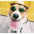 Miniatyrbillede 5 af 9: 8 stk. kæledyr hund kat slips, kæledyr solbriller, kæledyr kostume justerbar formel slips krave til katte små hunde hvalp pleje tilbehør sort/rød