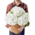 Miniatyrbillede 1 af 5: Hvide Hortensia Kunstige Blomster, 3 Stk Store 21u201d Royal Real Teach Latex