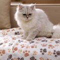 Miniatyrbillede 3 af 5: 1 pakke 3 tæpper super bløde fluffy premium fleece kæledyrstæppe