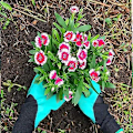 Miniatyrbilde 2 av 5: Hagehansker, egnet for planting, hagehansker med klør for kvinner