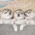 Miniatyrbild 4 av 5: 1 Pack 4 Hundbädd Täcke Mat Mjuk
