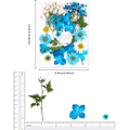 Miniatyrbillede 2 af 5: Tørrede pressede blomster, naturlige tørrede blomster, ægte pressede