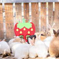 Miniatyrbild 5 av 5: Kanin Hö Feeder Väska Kanin Hö Hållare Smådjur Hö Feeder Väska