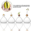 Miniatyrbillede 2 af 7: Avocado-frøstartervase-planter, gennemsigtig avocado-frøspireplanterpotte, avocadospiringskit, lille glasvase til blomster, til havearbejde A A