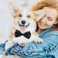 Miniatyrbillede 6 af 8: Sort Hund Sløjfe, Justerbar Sløjfe Hundehalsbånd til Mellemstore og Store Hunde Katte Kæledyr Bryllup Fødselsdag Graduering Ferie Pleje Cosutmes Sort