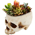 Miniatyrbillede 5 af 6: Ebros Caribien Jolly Roger Pirat Skattekiste Gotisk Sølv Sort Homosapien Kranie Askebæger Statue 4.5\" Høj Nautisk Ossuarium Makaber Halloween