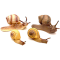 Miniatyrbild 1 av 5: 4 st snigelfigurer snigelmodell miniatyr snigel för älvträdgård
