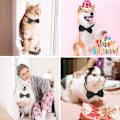 Miniatyrbillede 5 af 8: Sort Hund Sløjfe, Justerbar Sløjfe Hundehalsbånd til Mellemstore og Store Hunde Katte Kæledyr Bryllup Fødselsdag Graduering Ferie Pleje Cosutmes Sort