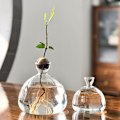 Miniatyrbillede 5 af 7: Avocado-frøstartervase-planter, gennemsigtig avocado-frøspireplanterpotte, avocadospiringskit, lille glasvase til blomster, til havearbejde A A
