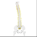 Miniatyrbillede 2 af 5: Biologisk model 45cm anatomisk fleksibel menneskelig rygsøjle hvirvelsøjle lænde kurve model anatomi rygsøjle Med