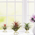 Miniatyrbillede 2 af 5: Geometrisk luftplanteholder (Guld 3 stk) - Metall Tillandsia Krukhylder