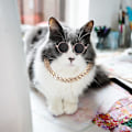 Miniatyrbillede 5 af 5: Kattesolbriller, Retro Kitten Solbriller med Rose Gold Chain Eye UV