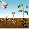Miniatyrbillede 4 af 5: 40W Full Spectrum LED Grow Light Pærer - Pakke med 4