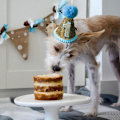 Miniatyrbillede 4 af 5: Festhue til hunde og katte - Sequin hovedbeklædning til kæledyrsfester
