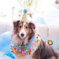 Miniatyrbillede 3 af 5: Festhue til hunde og katte - Sequin hovedbeklædning til kæledyrsfester