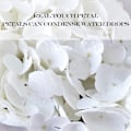 Miniatyrbillede 4 af 5: Hvide Hortensia Kunstige Blomster, 3 Stk Store 21u201d Royal Real Teach Latex