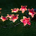Miniatyrbild 2 av 5: Rosa blomsterfe slingor, 10FT 30 LED juldekorationer batteridrivna lampor för inomhus utomhus sovrumslampor, sovsal, rum, bröllop,