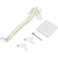 Miniatyrbillede 3 af 5: Biologisk model 45cm anatomisk fleksibel menneskelig rygsøjle hvirvelsøjle lænde kurve model anatomi rygsøjle Med