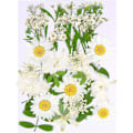 Miniatyrbillede 1 af 5: Tørrede pressede blomster, naturlige tørrede blomster, ægte pressede