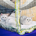 Miniatyrbilde 2 av 5: 2-delt vendbar hengekøye for katt