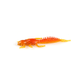 Miniatyrbild 8 av 8: Supercontinent 5 st Larva mjukt bete 5cm0,8g flytande sötvatten F