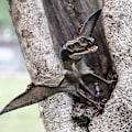 Miniatyrbillede 2 af 5: Realisttisk Dinosaur Flyvende Pterosauria Actionfigur Model Uddannelsesværktøj Børn