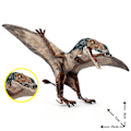 Miniatyrbillede 5 af 5: Realisttisk Dinosaur Flyvende Pterosauria Actionfigur Model Uddannelsesværktøj Børn