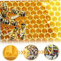 Miniatyrbild 4 av 5: Vaxkakor 30 st Vaxbasplattor Vaxbas för bikupor Naturliga honungskakeplattor Vaxkakor