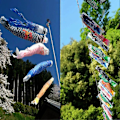 Miniatyrbillede 3 af 5: 55cm Japansk Nobori Koinobori Karpe Streamer Vindpose Fisk Flag Drage Hjemmeindretning Jikaix[HK] Green