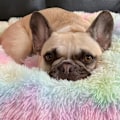Miniatyrbillede 2 af 5: Rund plys hundeseng katteseng, blød vaskbar hvalpeseng, dejlig kæledyrsseng til små hunde og katte Deluxe kæledyrsseng 60cm