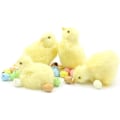 Miniatyrbilde 3 av 5: Realistiske Plysj Kyllingfigurer Furry Liten Kylling Dyreleke Gul Baby Kylling Ornamenter Påske Kylling Gave Dekor Xixi