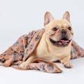 Miniatyrbillede 5 af 8: 1 Pakke 3 Tæpper Super Bløde Fluffy Premium Fleece Dyretæpper Flannel Kast til Hund Hvalp Kat Pote
