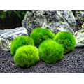 Miniatyrbild 3 av 5: 10 Marimo Moss Balls 2,5 cm