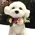 Miniatyrbilde 2 av 3: Blomsterhårbånd for hund, kunstig blomsterkrone, kjæledyrhodeplagg, naturlig krans for hunder og katter, bryllupsdekorasjon (A)