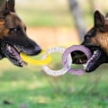 Miniatyrbild 7 av 9: Tuggsaker för valpar för barnsjukdomar, Aggressiva hundtuggleksaker | Interaktiva pipande leksaker Hundtuggleksak, Tuggleksaker för rengöring av tänder Gul