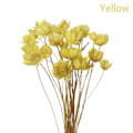 Miniatyrbilde 1 av 10: 30 dekorative tørkede blomster Mini Daisy GUL yellow
