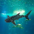 Pikkukuva 5 / 5: Valashai-simulaatio Ocean Sea Marine Animal Model Figures Toy Model Syntymäpäivä