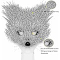 Miniatyrbilde 4 av 5: 2024 Faux Fur Fox Tail Cat Wolf Cosplay Sett med Plussmaske, Fluffy Poter og Hansker - Halloween, Jul - WELLNESS