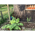 Miniatyrbillede 5 af 5: 30M/2mm Rustfri Stålwire Kit med M5 Strammer til Planter, Tørresnor, Rækværk_xx