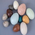 Miniatyrbilde 5 av 5: 12 stk Tre Egg Påske Overraskelse Gave Unik Hjemdekorasjon Kontor Skrivebord Ornamenter Pult