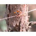 Miniatyrbillede 3 af 5: 10 meter lang udendørs wiresav, wiresav overlevelseskabel, tyk_xx