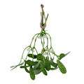 Miniatyrbillede 2 af 5: Kunstig Mistelten Julepynt [HK]