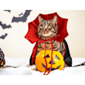 Pikkukuva 4 / 6: Halloween-säädettävä punainen ja musta lemmikkikapea, Halloween-lemmikkivarusteet