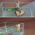Miniatyrbild 6 av 8: Kreativa hundprydnader för akvarium PVC Kawaii tecknade hundar Cli A3