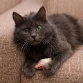 Miniatyrbild 2 av 5: TG 5 st (färg) plysch imitation mus Katt Rolig själv-slående katt leksak, lek