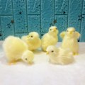 Miniatyrbilde 1 av 5: stk Påske Kyllinger Mini Kylling Kosedyr Liten Kvitrende Kylling Plysj Realistisk Dyr