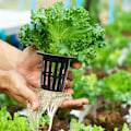 Miniatyrbillede 5 af 5: 100 stk. 1,77 tommer netkopper med slidset mesh bred læbe filter plante netpot spand kurv til hydroponisk