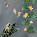 Miniatyrbillede 5 af 5: Oriole Fuglefoder til Udendørs Hængende Grønt Blad Orange Frugt Fuglefoder Udendørs Have