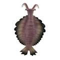Miniatyrbillede 1 af 5: Realistisk statisk havdyr model legetøj børn gave Anomalocaris